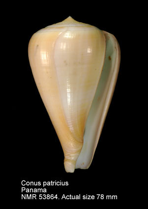 Conus patricius.jpg - Conus patriciusHinds,1843